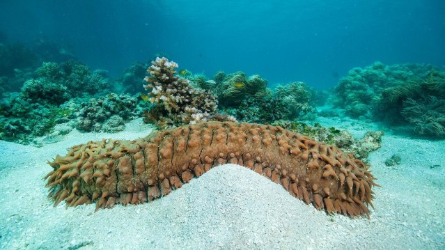 Sea Cucumber