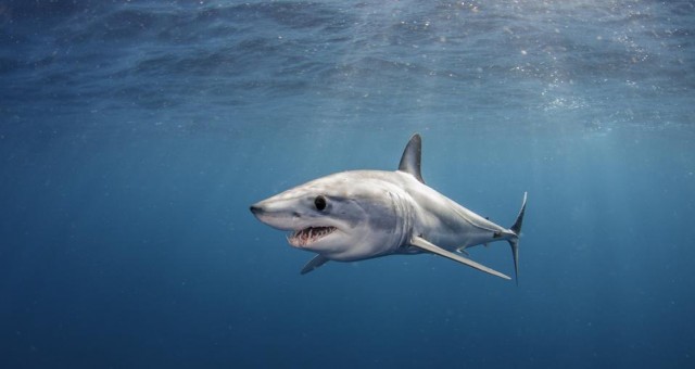 Mako Shark