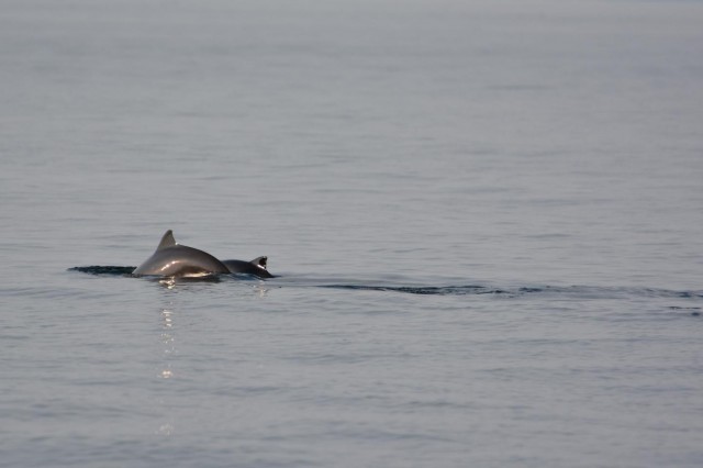 Harbour porpoises attracted to oil platforms when searching for food