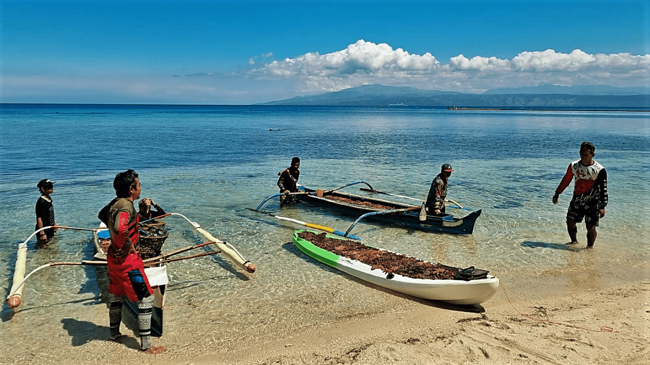 Crown-of-thorns starfish infestation threatens Sarangani