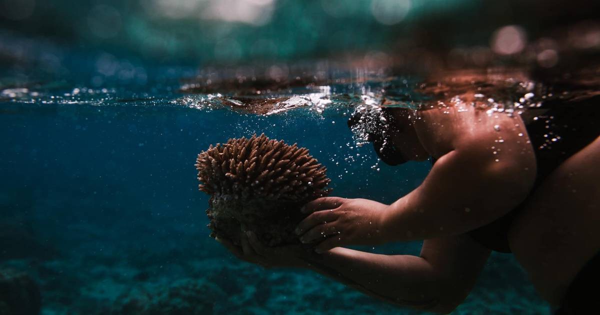 Tourists urged to help protect Rarotonga lagoon coral reefs