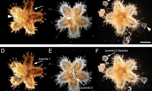 Baby sea stars EAT each other in case of underwater cannibalism