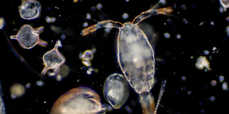 Beware of bad science reporting: No, we haven’t killed 90% of all plankton