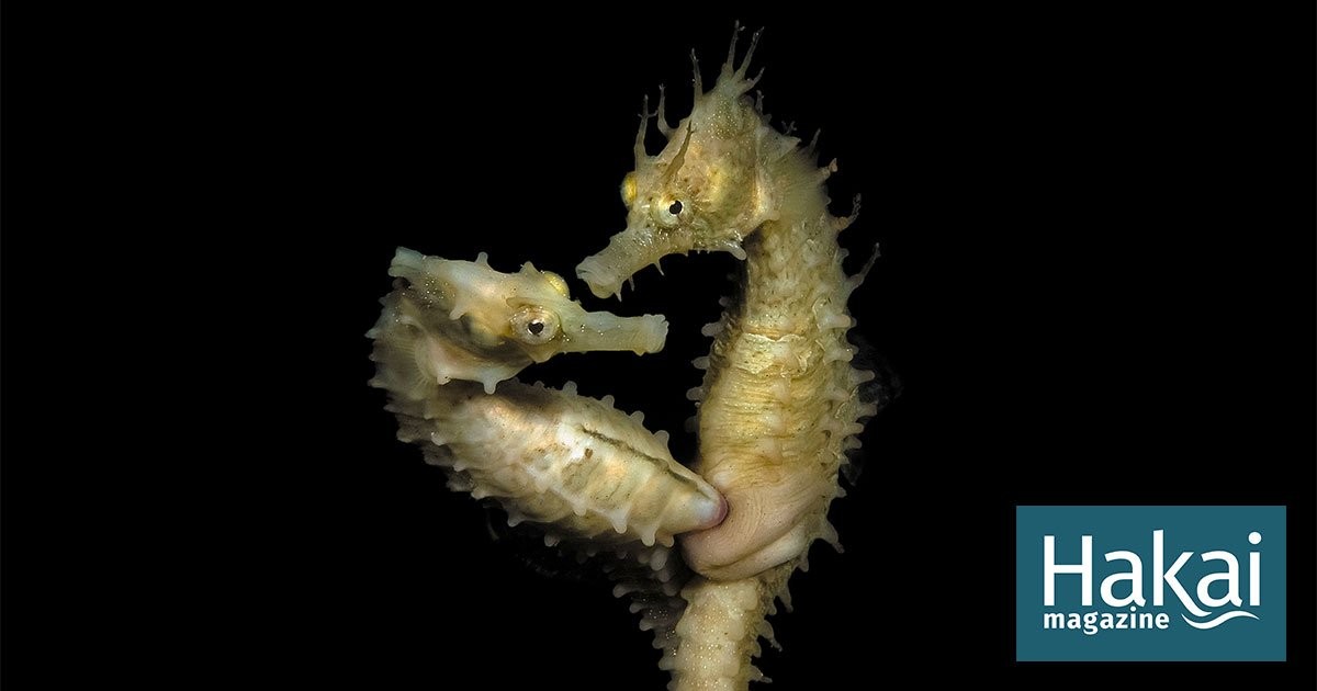 Female Seahorse: “We Were on a Break!”