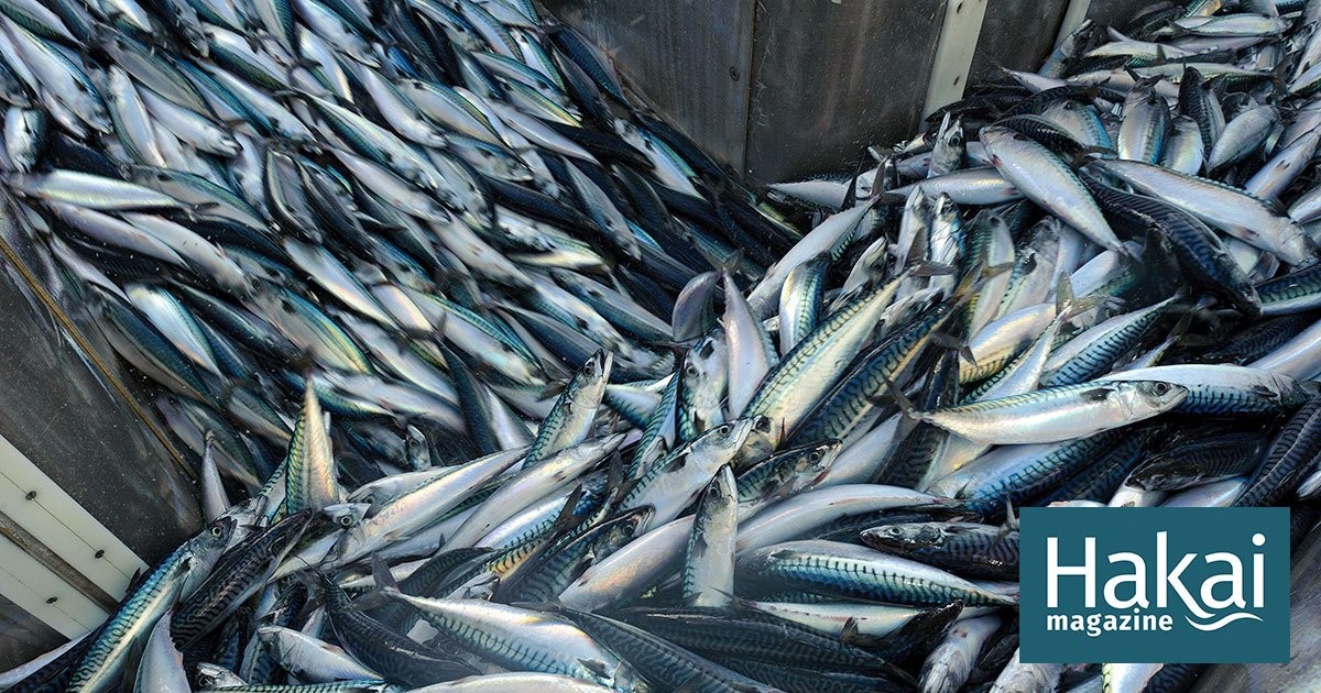 Holy Mackerel, Where’d You Go?