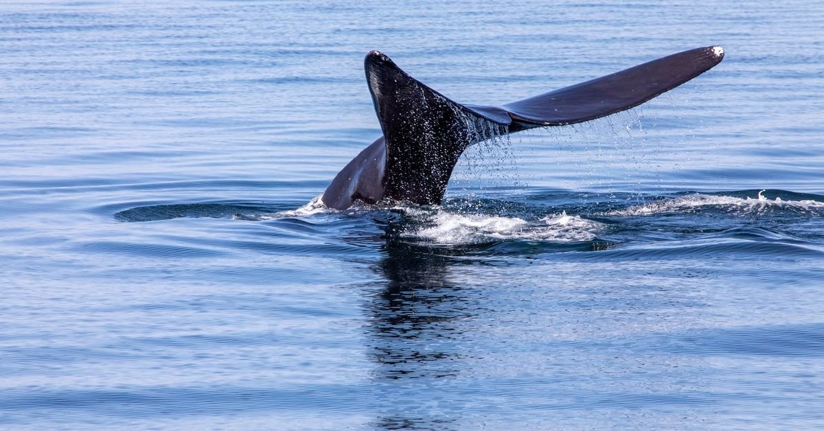 Ships speeding through US 'go slow' zones meant to protect endangered whale -report