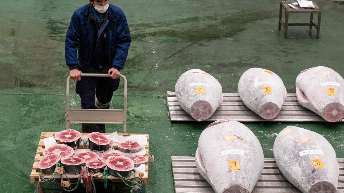 Supermarkets ‘selling tuna which could have been caught using harmful fishing method,’ campaigners claim