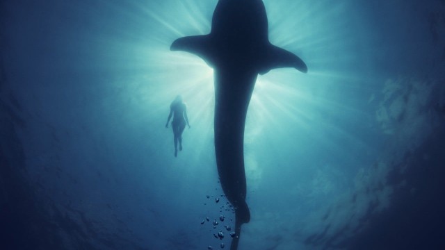 Underwater photography: how photographers take incredible photos of ocean life, and bring to light issues of marine behaviour and conservation