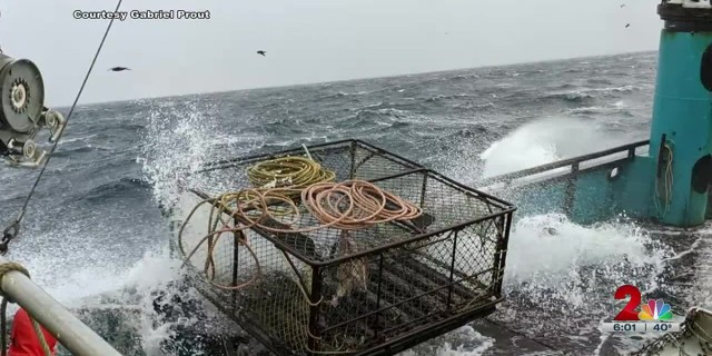 High temps linked to vanishing snow crabs in Bering Sea