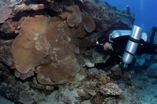 Understanding hidden diversity on coral reefs key to conservation