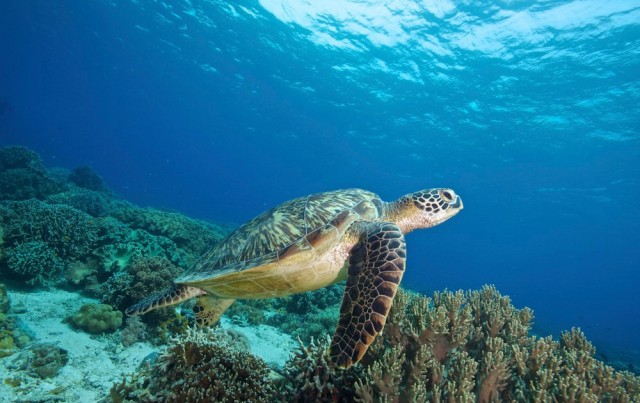 ‘Ocean in crisis’: Global plan to protect world’s seas