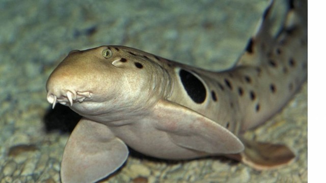 Walking Shark: Scientists investigate the mysterious shark that can move on land