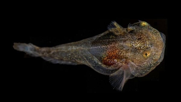 This tiny glowing snailfish can survive in the arctic thanks to antifreeze proteins