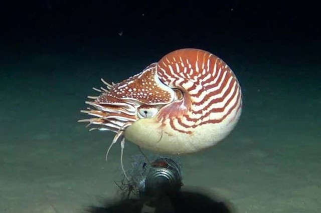 Three nautilus species new to science have been found in the Pacific