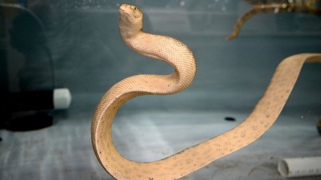 Unravelling the sea snake mysteries of Exmouth Gulf with a net and spotlight