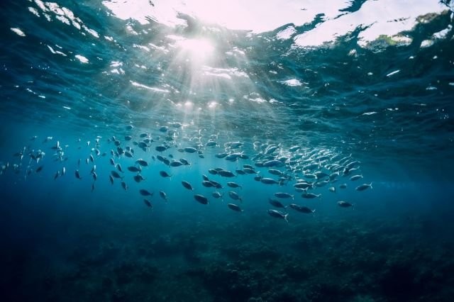 Scientists sound alarm over concerning trend observed in the ocean: ‘The sound … will be five times as loud’