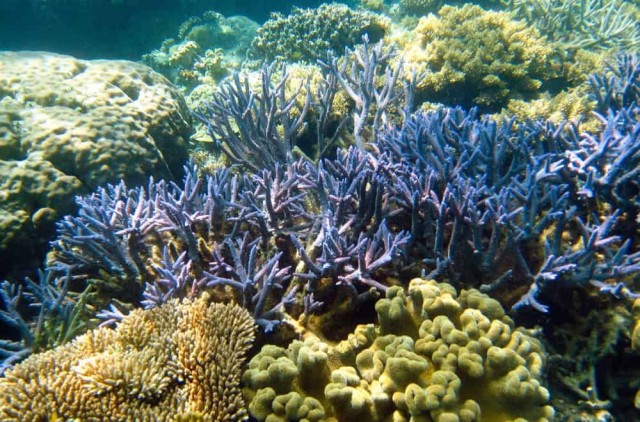 The Great Barrier Reef’s Biggest Threat Yet as Ocean Temperatures Soar in 400 Years