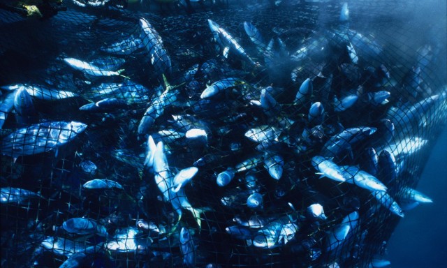 Seaspiracy: Netflix documentary accused of misrepresentation by participants