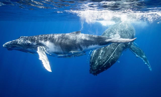 Pandemic made 2020 ‘the year of the quiet ocean’, say scientists