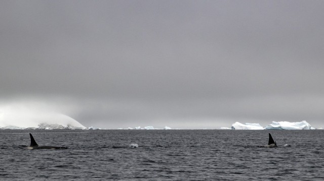 ​​Oceans Aren’t Just Warming—Their Soundscapes Are Transforming