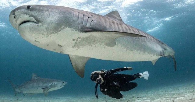 5 Places Where You Can (Safely) Dive With Great Whites, Hammerheads, and More