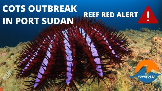 COTS OUTBREAK in Port Sudan July 2022