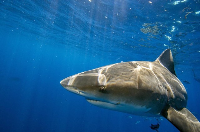 Most Coral Reef Sharks And Rays May Be At Risk Of Extinction