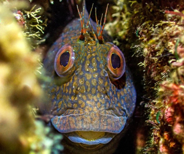 The Best And ‘Scariest’ Undersea Photos: 23 Winners Of Underwater Photographer Of The Year