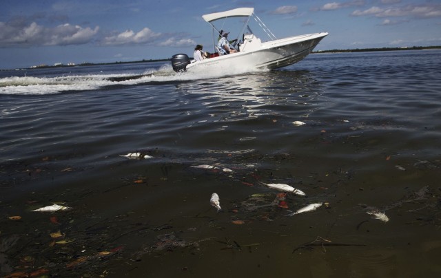 Why sea creatures are washing up dead around the world