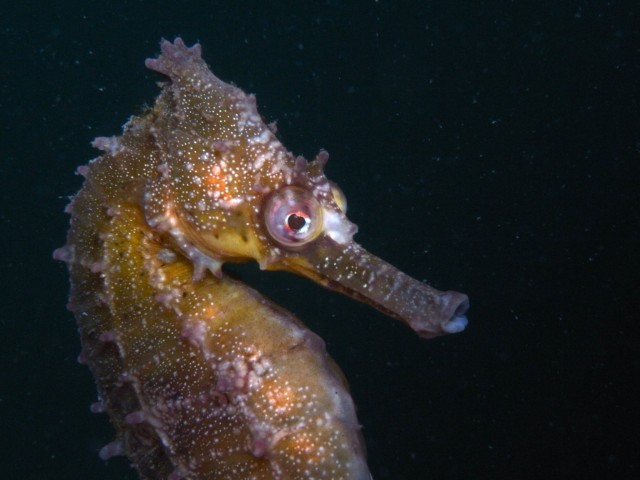 Hundreds of Baby Seahorses Released in Bid to Save Species