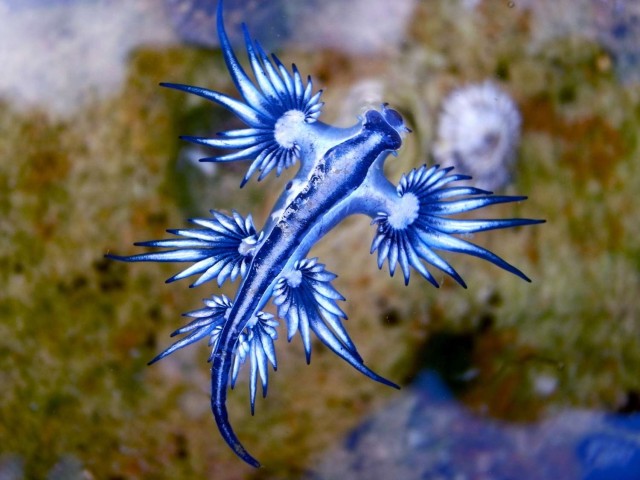 Look Out For Blue Sea Dragons Washing Up On Texas Beaches