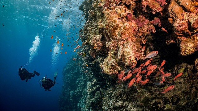 How Your Next Dive Trip Can Help Save the Oceans