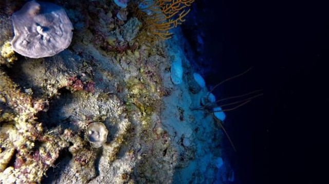 Deepest known evidence of coral reef bleaching found in Indian Ocean