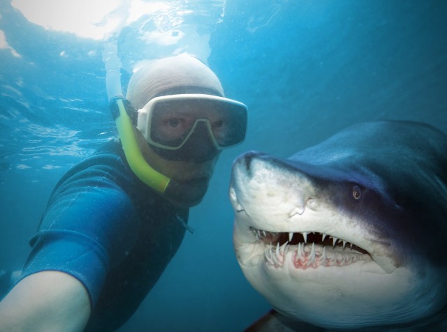 Selfies to Blame for Rise in Shark Attacks