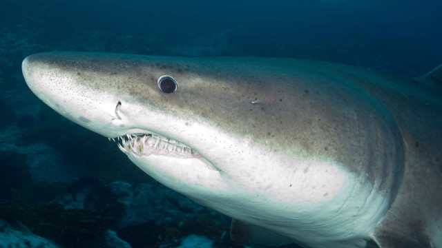 What should sailors do if they see marine wildlife in distress?