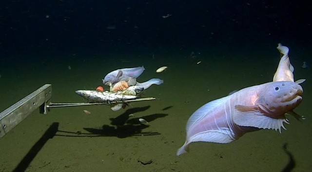 Behold the Deepest Fish Ever Filmed