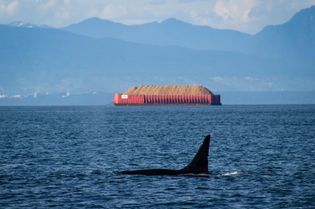 Toxic chemicals in UK whales and dolphins are exceeding safe limits