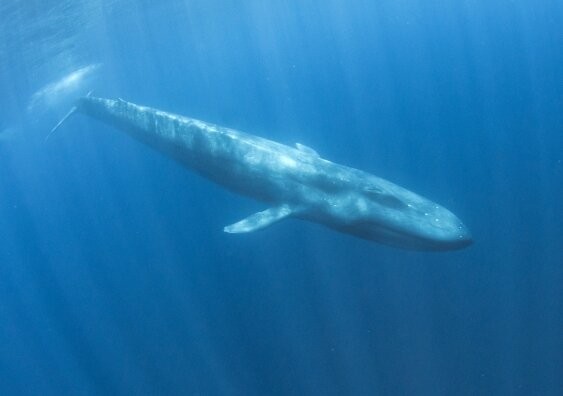 Singing the blues: More whale songs detected during La Niña years