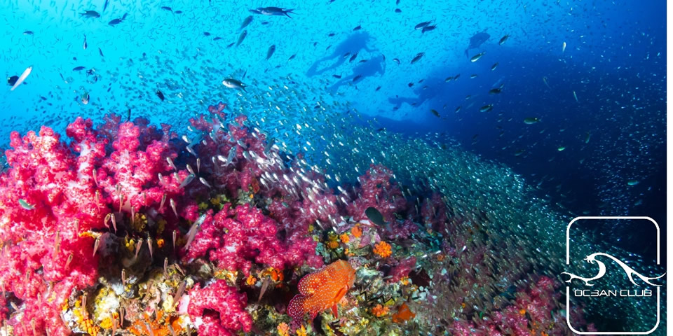 Three Divers Coralscape